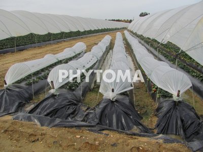 Microtúneles en campos de producción de fruto de fresa de la provincia de Huelva